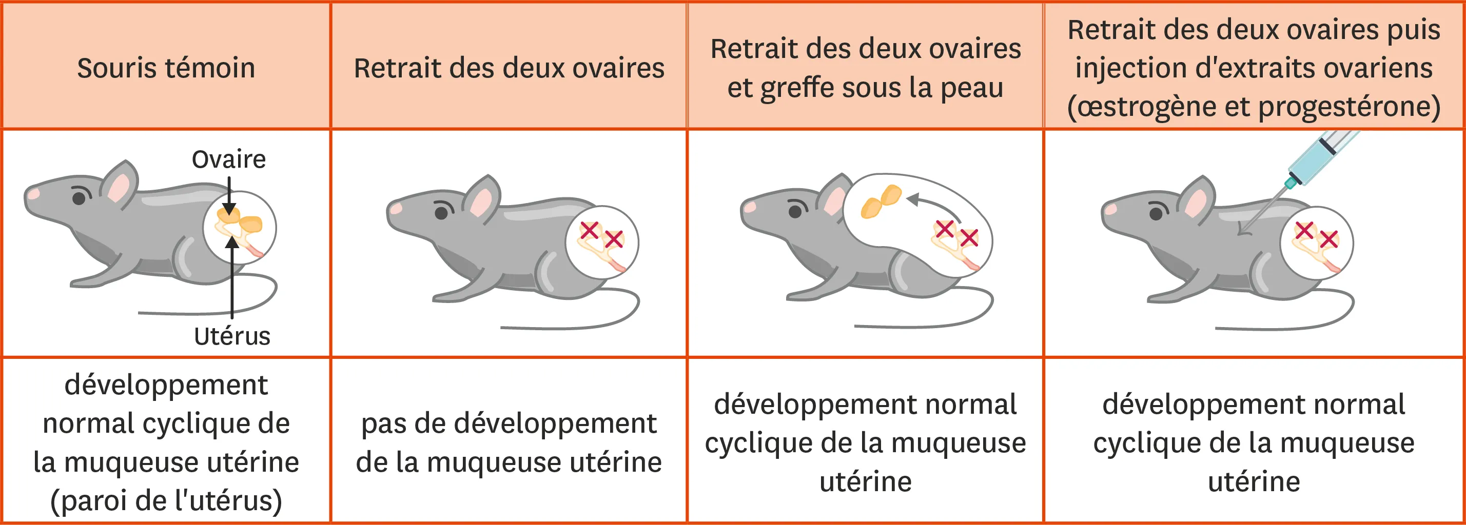 Des expériences sur le contrôle du fonctionnement de l'appareil génital chez la souris.