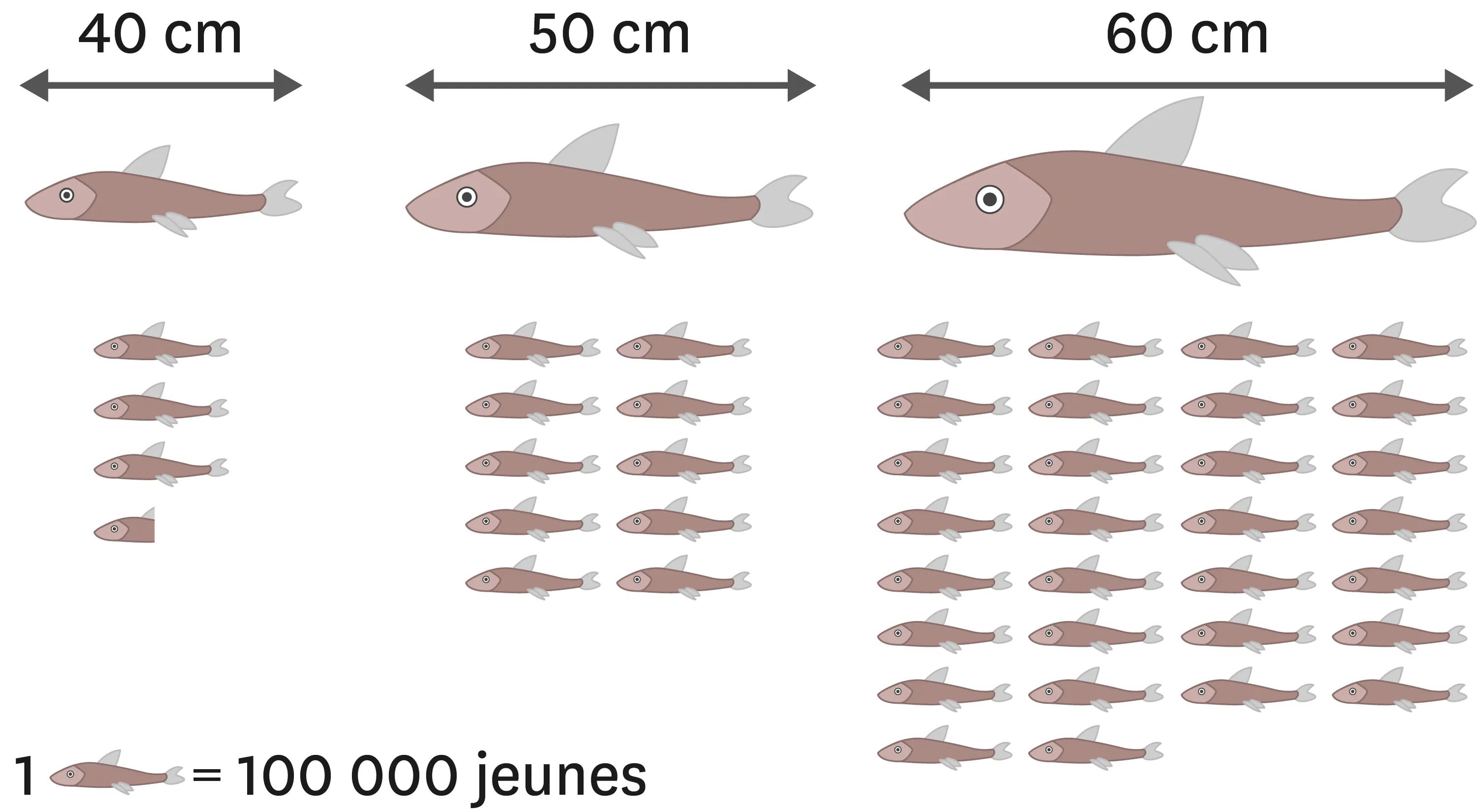 L'effet de la taille des poissons adultes sur leur capacité de reproduction. Plus le poisson est grand, plus il peut se reproduire. 
  Un poisson de 40 cm peut avoir 350 000 jeunes.
  Un poisson de 50 cm peut avoir 1 000 000 jeunes.
  Un poisson de 40 cm peut avoir 3 000 000 jeunes.