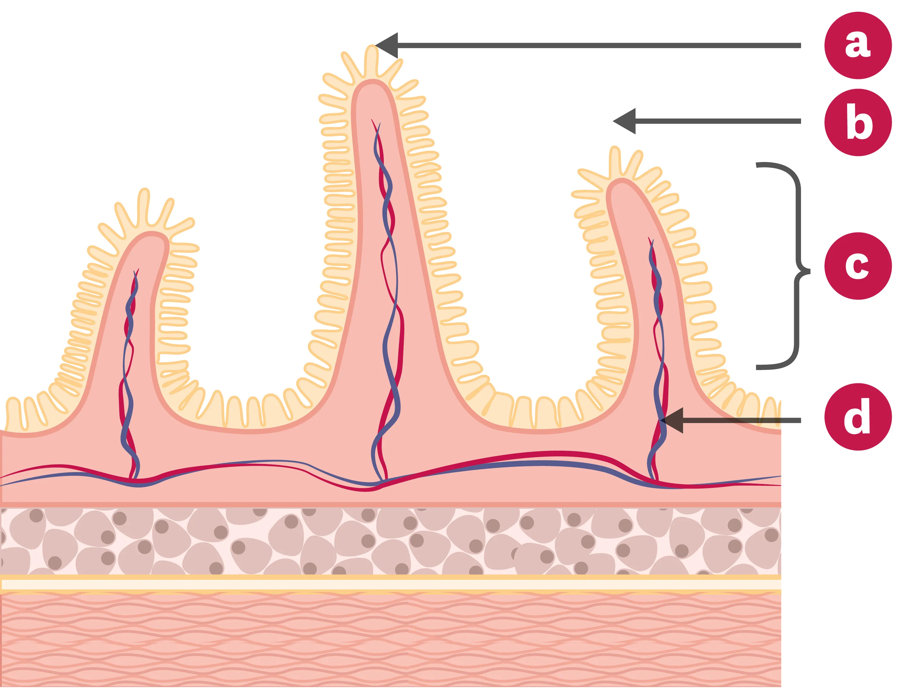 Schéma d'une coupe transversale de l'intestin grêle.