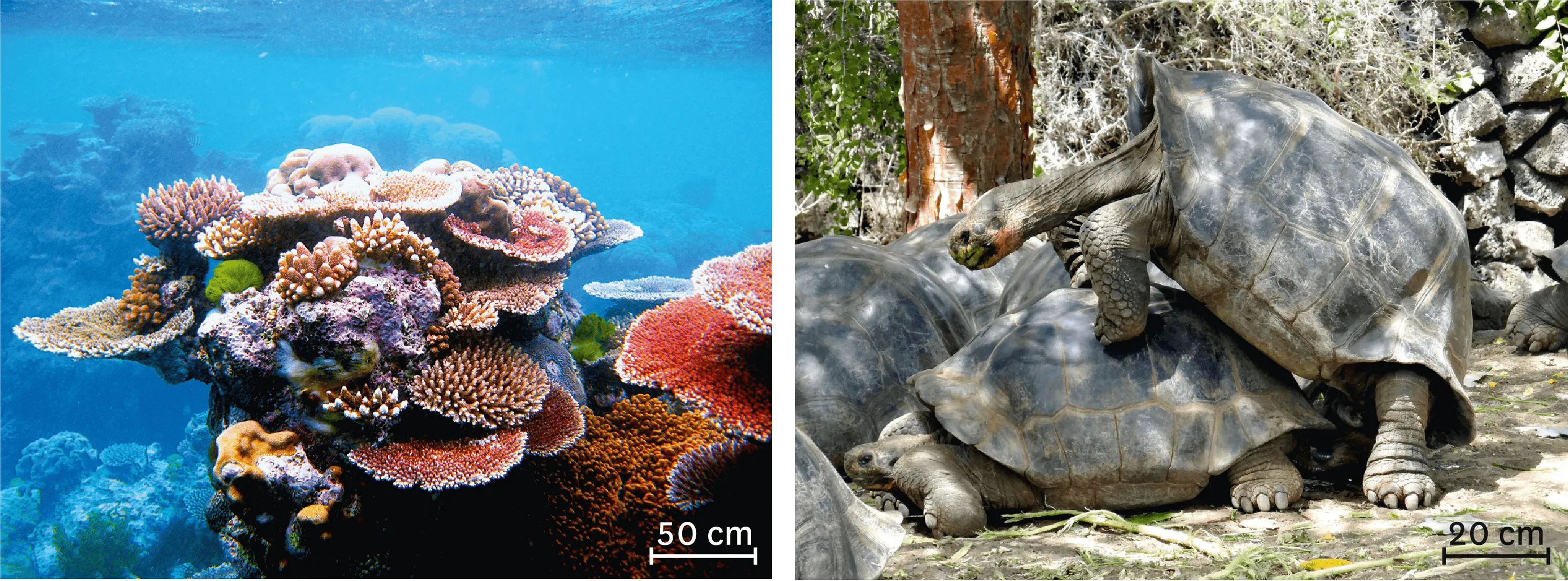 Photographie de corail et d'un accouplement de tortues géantes des Galápagos.