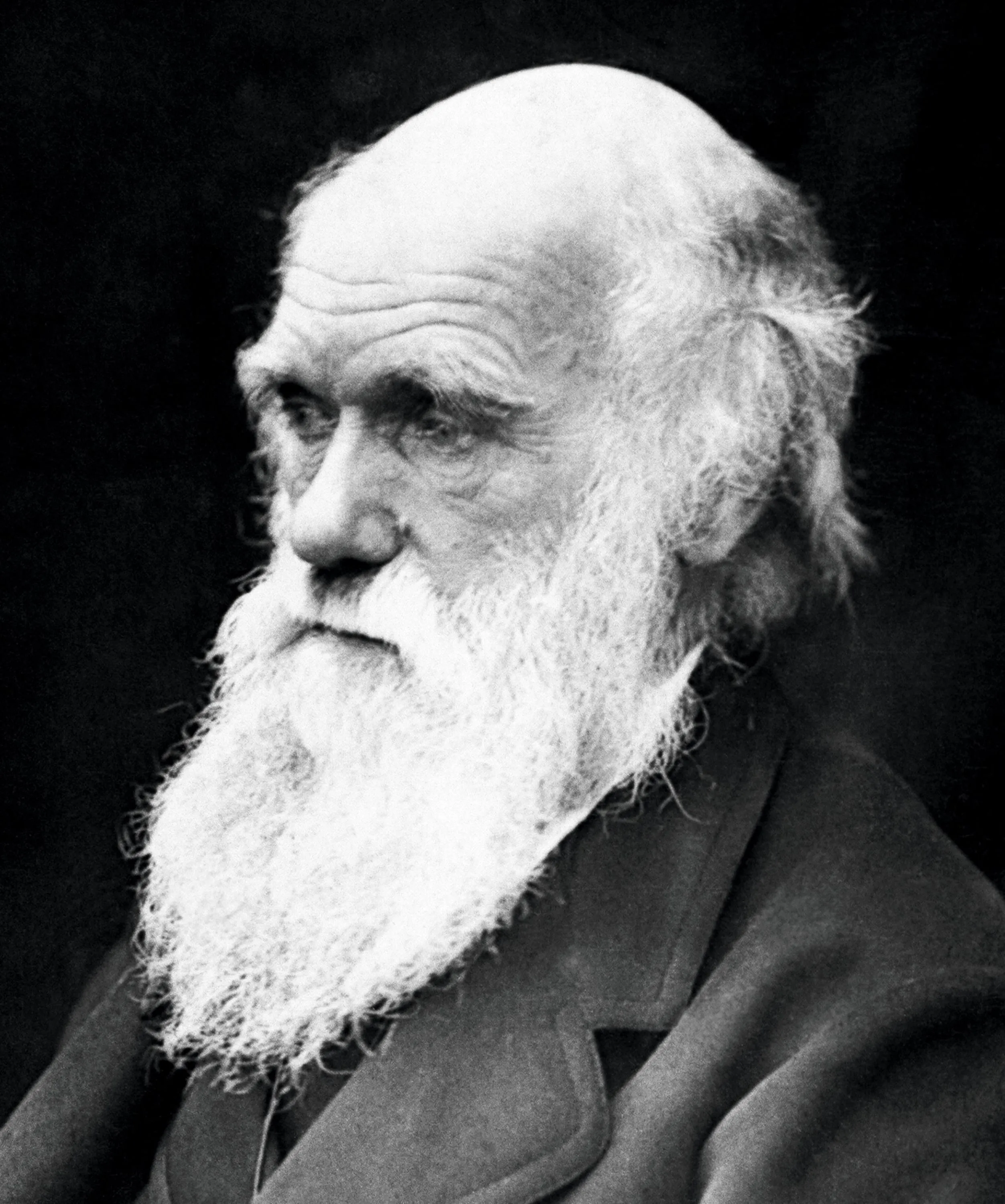 Photographie noir et blanc de Darwin.