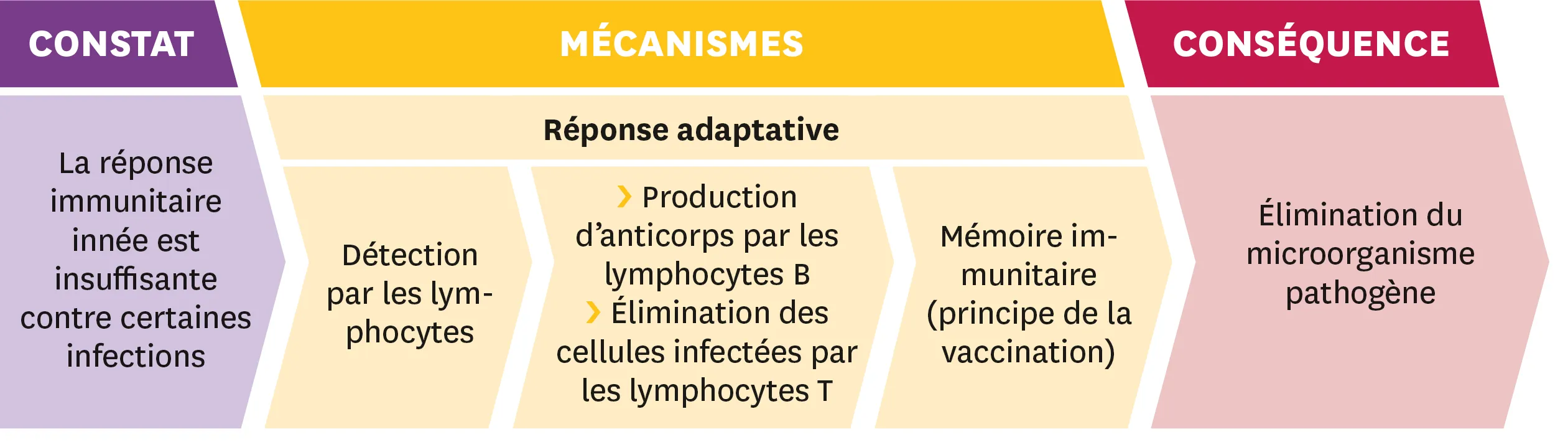 Schéma représentant trois étapes : 1- le constat = La réponse immunitaire innée est insuffisante contre certaines infections ; 2 - la réponse adaptative = Détection par les lymphocytes, Production d'anticprps par les lymphocytes B, Élimination des cellules infectées par les lymphocytes T, Mémoire immunitaire (principe de la vaccination) ; et 3 - les conséquences : Élimination du microorganisme pathogène