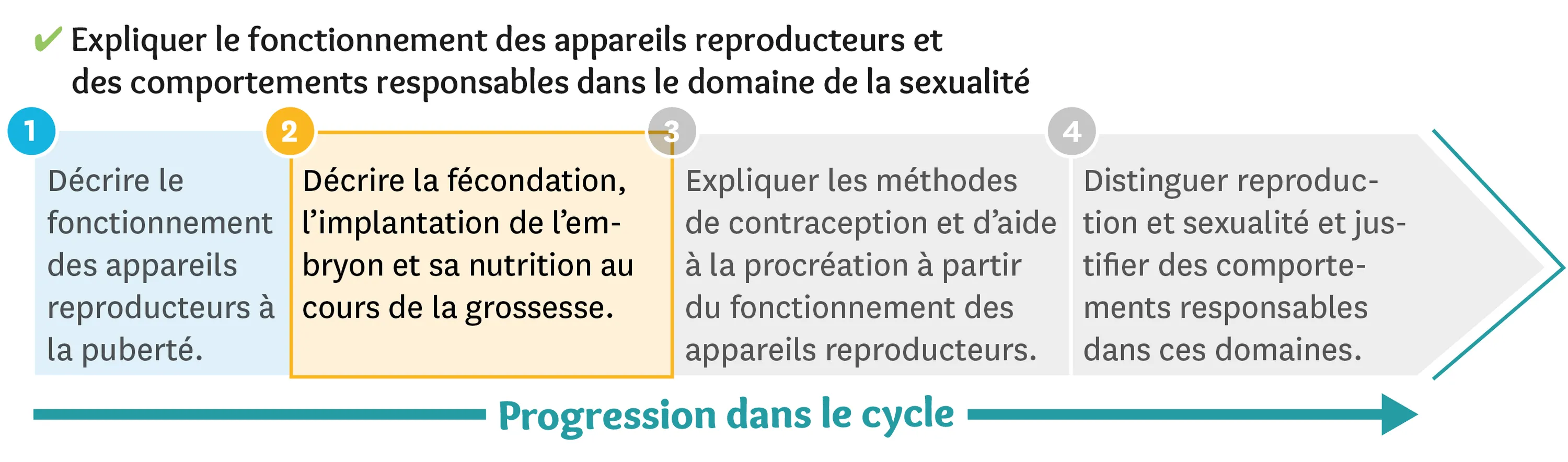 Illustration d'une progression dans le cycle des appareils reproducteurs et des comportements responsables dans le domaines de la sexualité