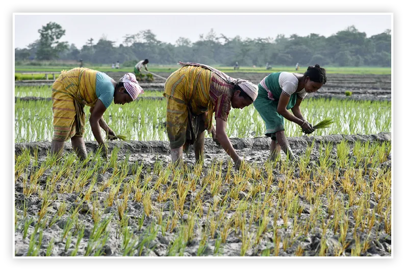 Photographie de femmes dans un champ de riz