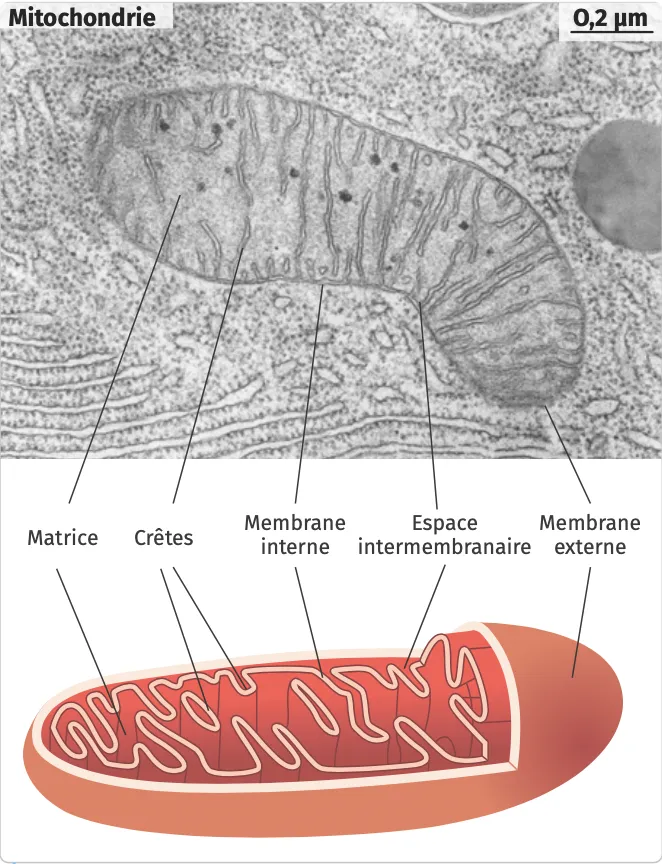 Observations au MET d'une mitochondrie avec schéma interprétatif.