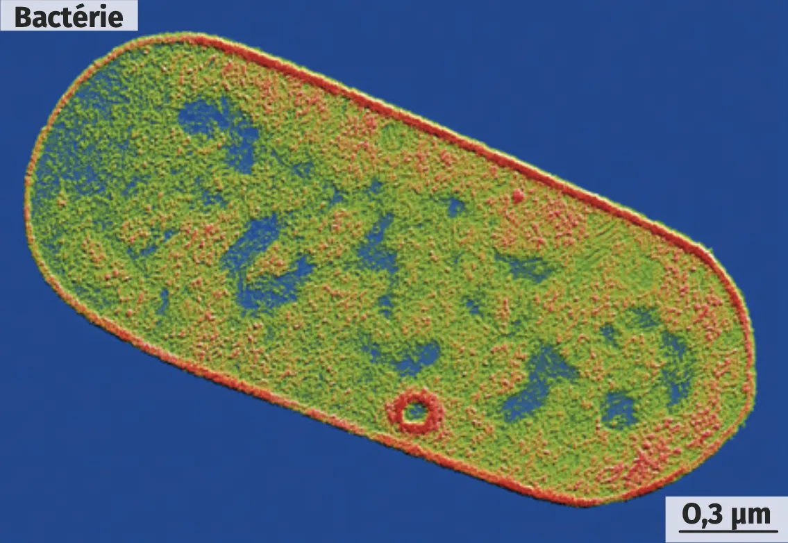 Observation d'une bactérie (MET, image colorisée).