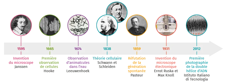 frise concept de la cellule