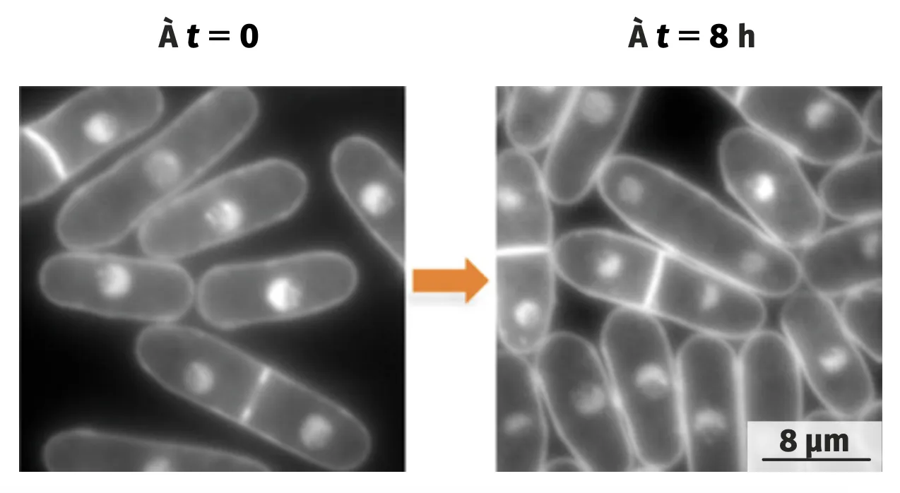 division cellulaire