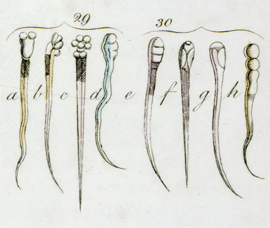 animalcules du sperme