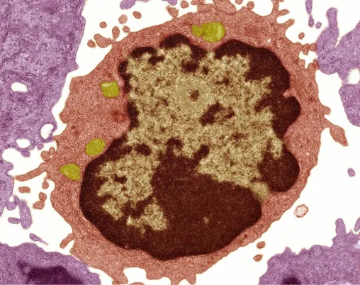 Lymphocyte B