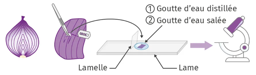 Schéma protocole