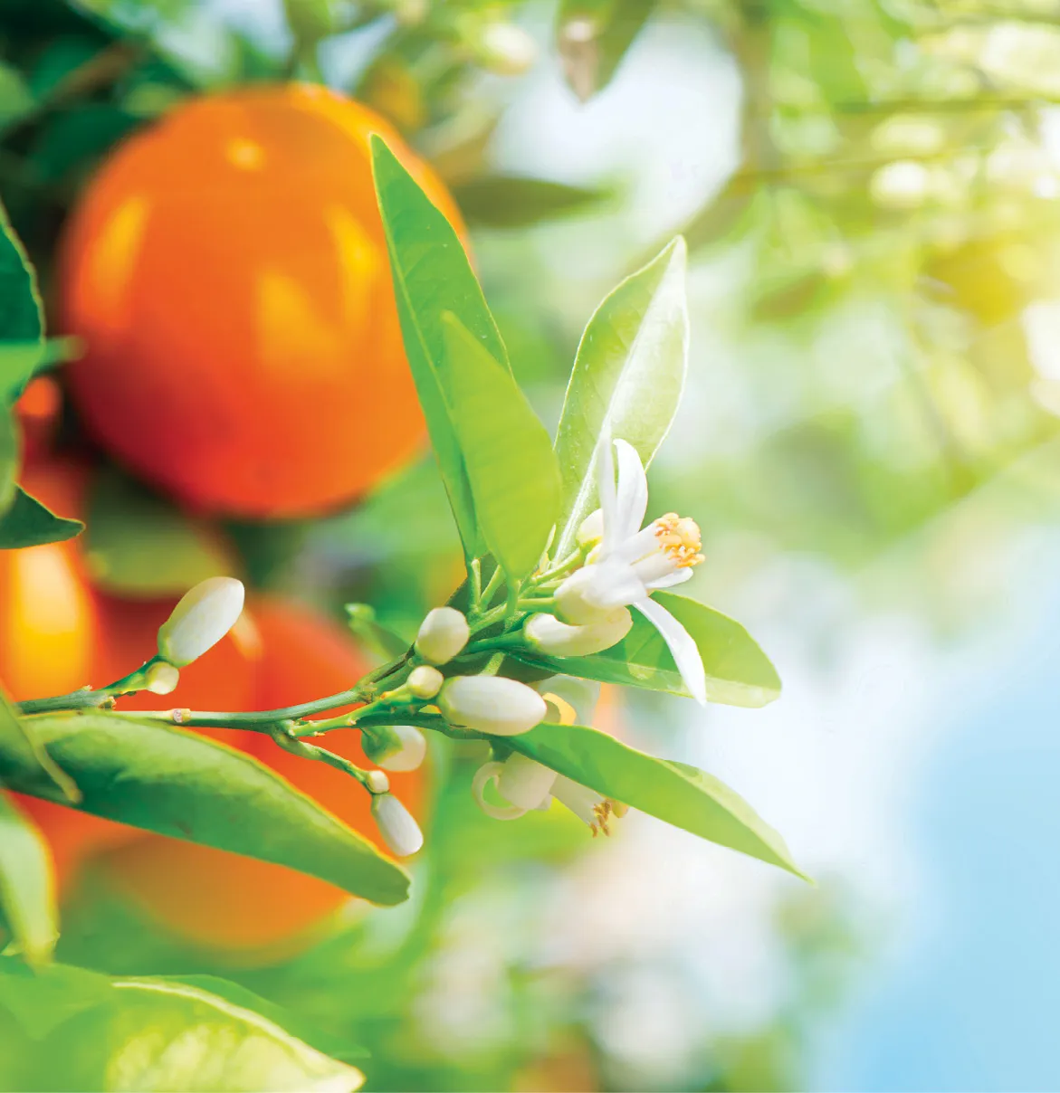 Feuilles, fleurs et fruits d'oranger Citrus sinensis