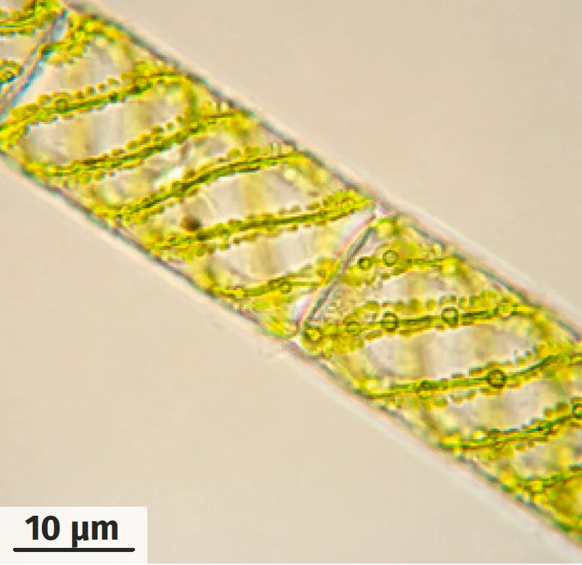 Micrographie d'un filament de spirogyre.