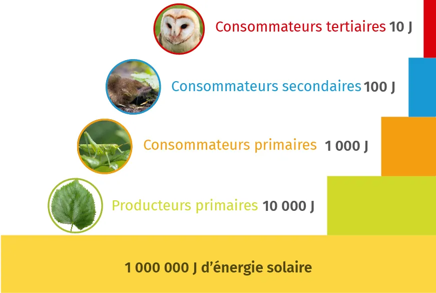 Schéma pyramide écologique montrant le transfert d'énergie solaire (1 000 000 J) à travers les niveaux trophiques : producteurs primaires, consommateurs primaires, secondaires et tertiaires.