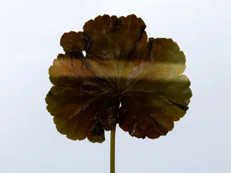 Une feuille de pélargonium