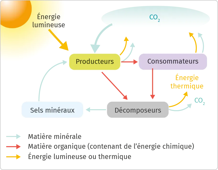 Les transferts de matière minérale et d'énergie dans un écosystème