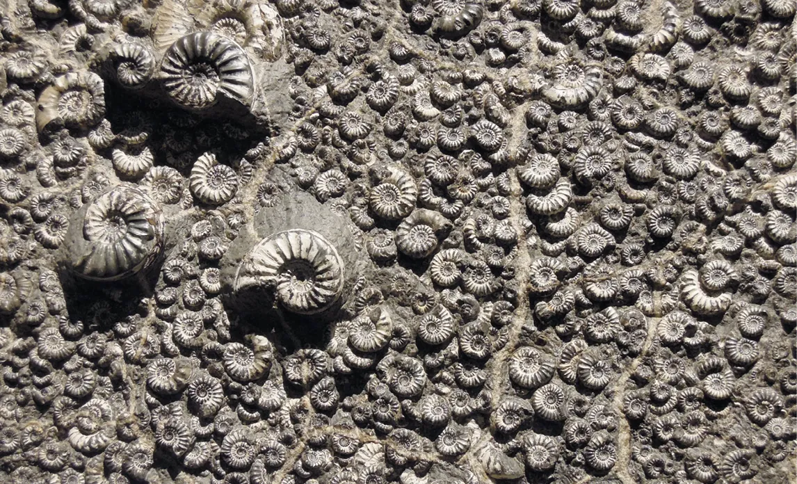 Des fossiles d'ammonites dans une couche géologique