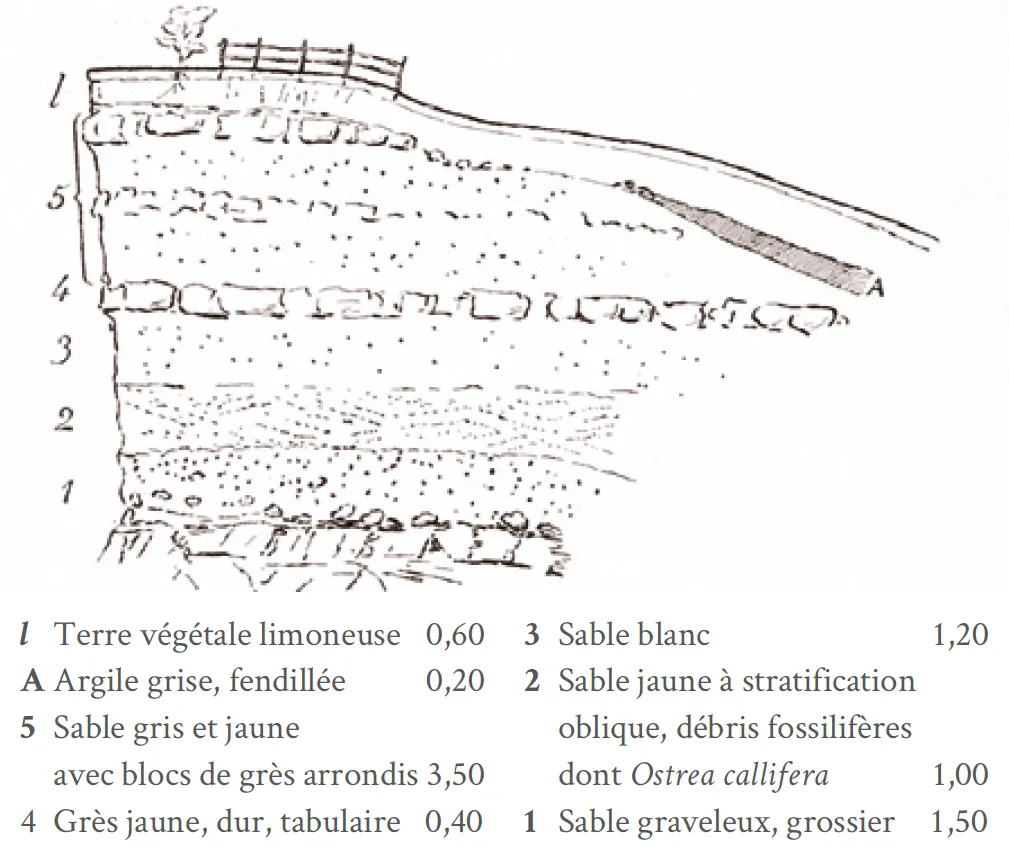 Coupe stratigraphique à Wöllstein (Allemagne)