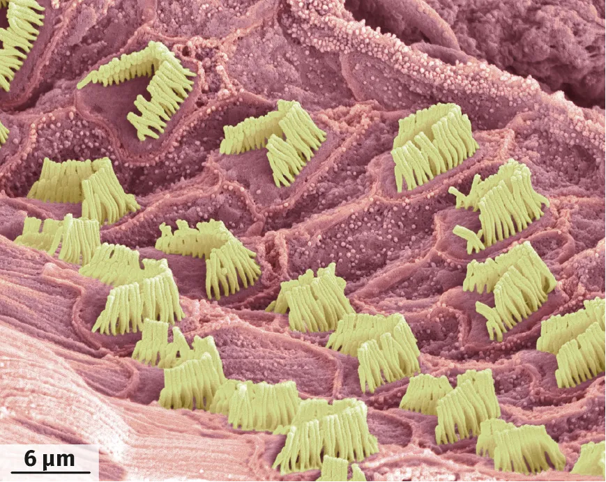 Photographie des cils vibratiles des cellules ciliées (MEB, image colorisée)