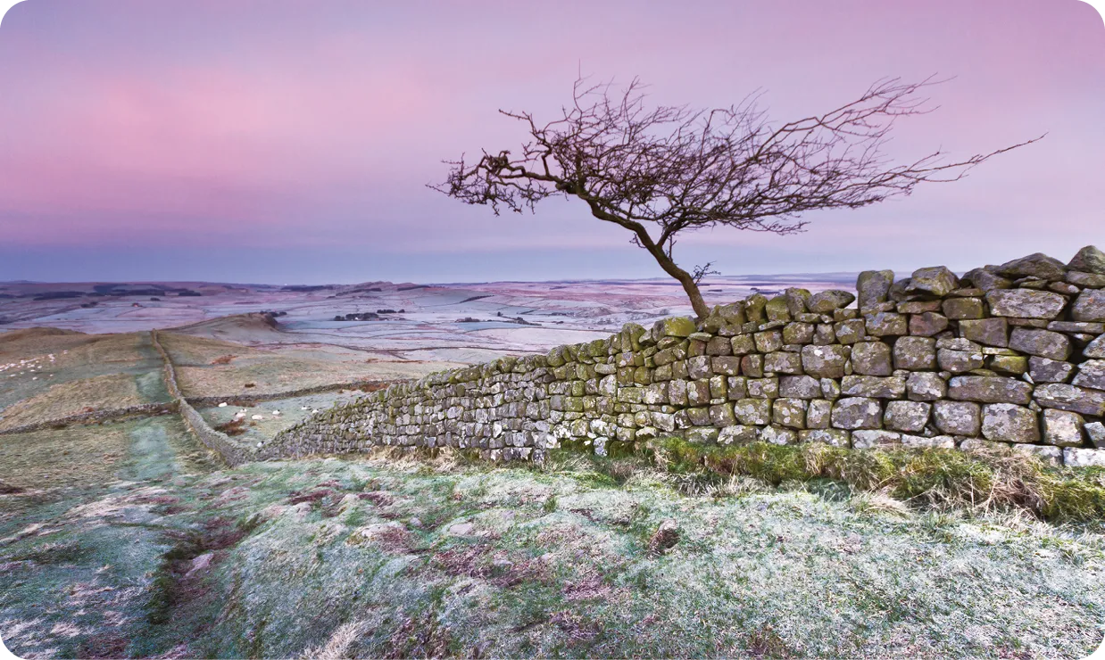Lone tree on Hadrian's Wall, Northumberland