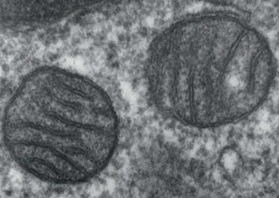 Photographie de mitochondries