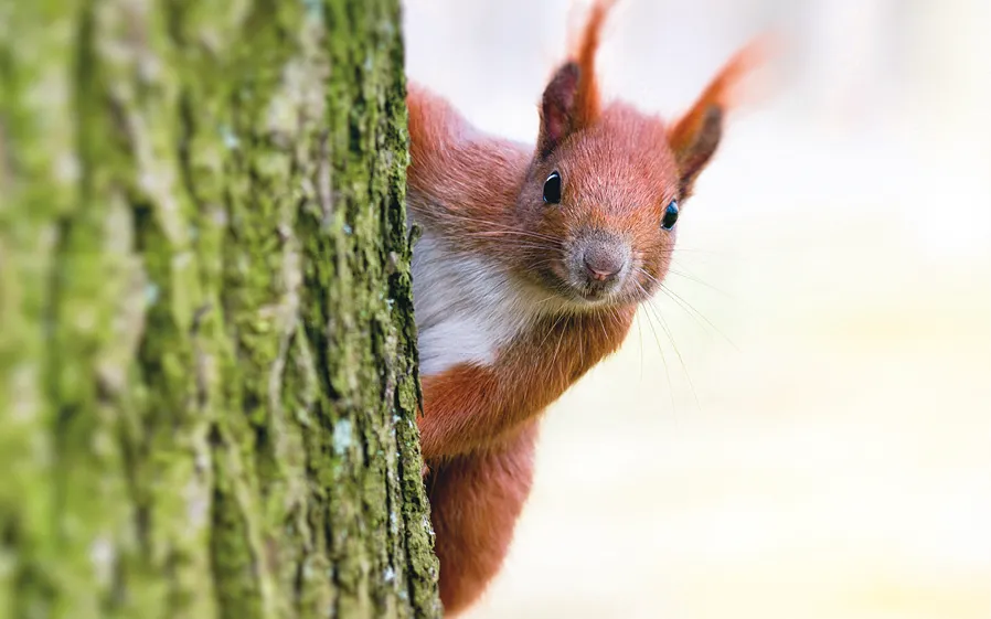 Ecureuil derrière un arbre