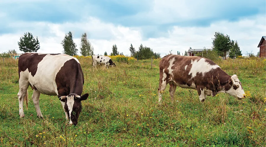 Vaches dans un pré