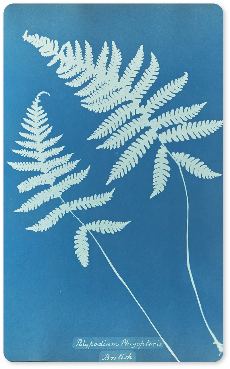 Anna Atkins, “Polypodium Phegopteris, British”,
Cyanotypes of British and foreign ferns, 1853.