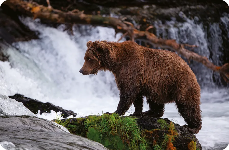Grizzly bears in Katmai National Park.