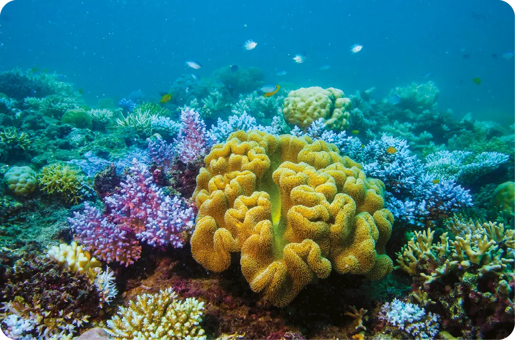 Sea sponges and corals of the Great Barrier Reef