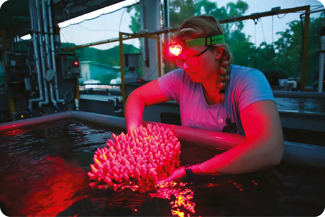 Scientist working on coral aquaculture.