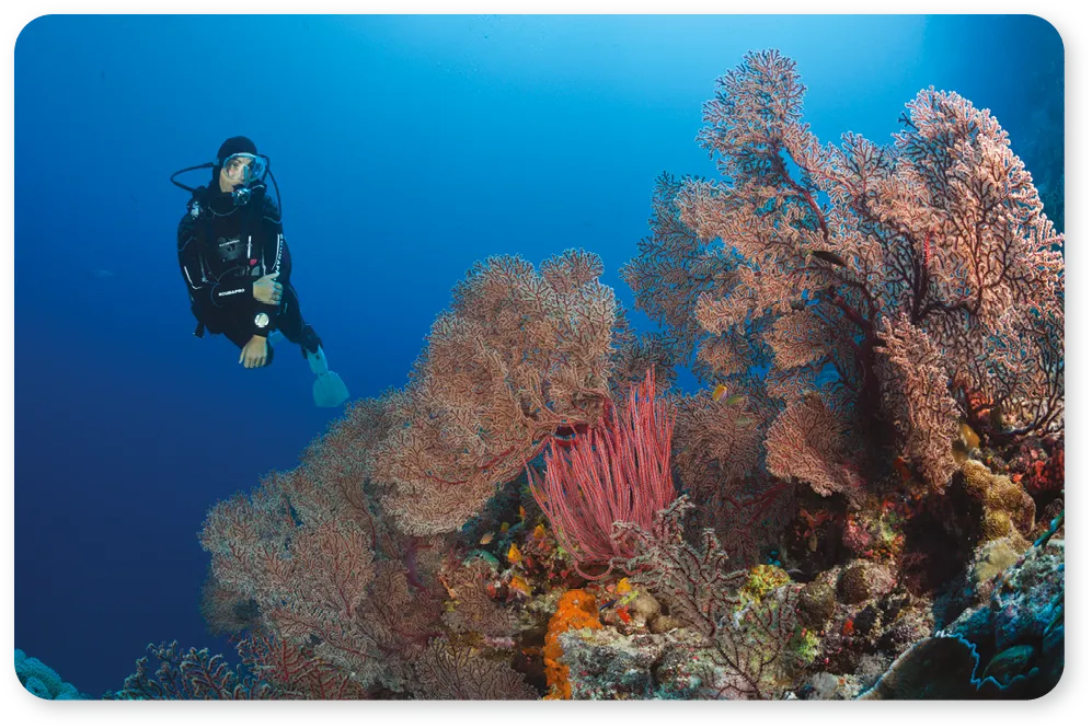 ang111language-in-progressscuba-diver-retouche.webp