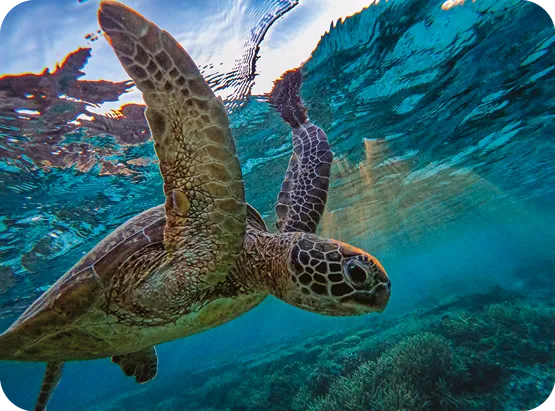 Turtle underwater
