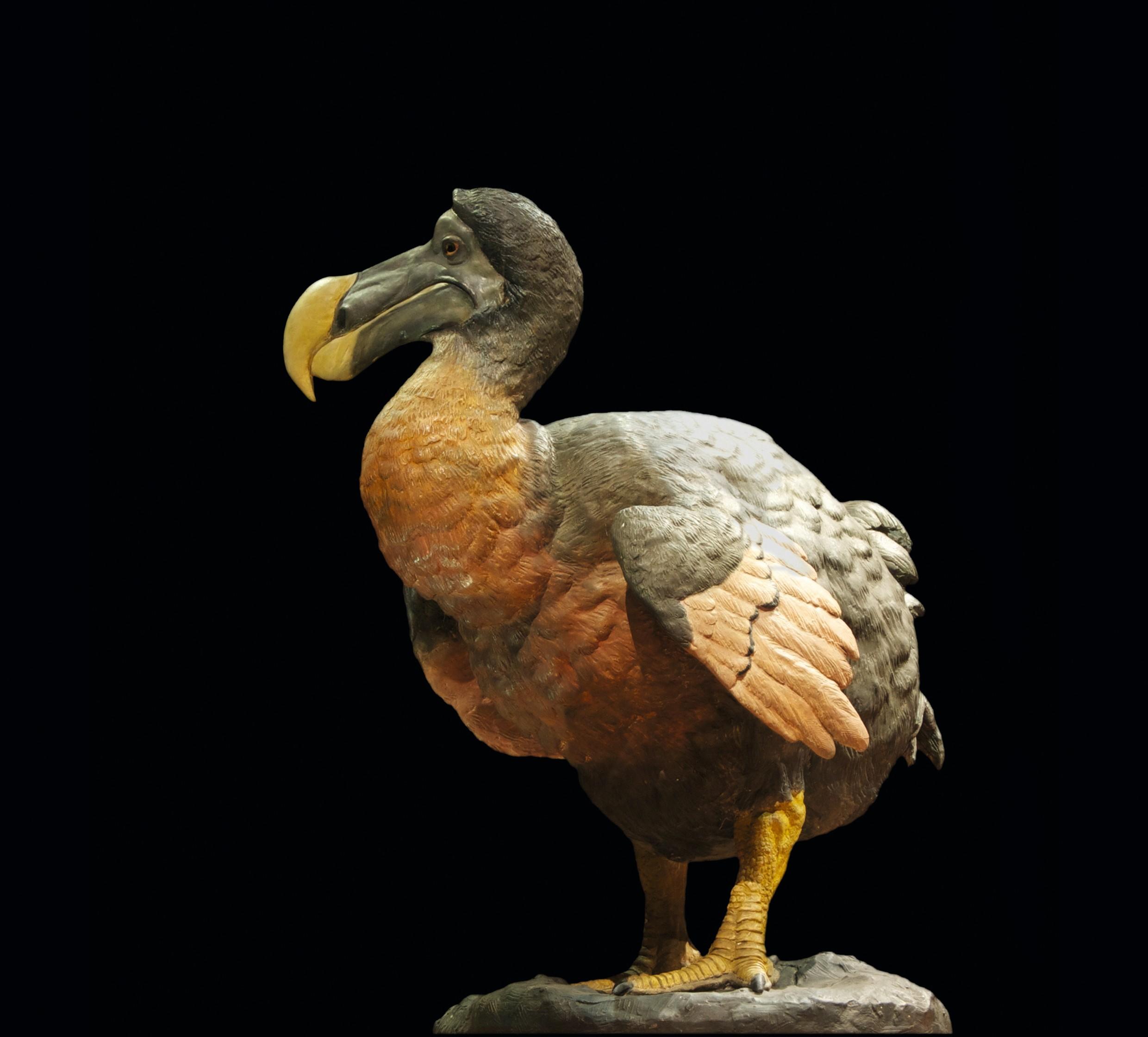 Reconstitution du dodo au Museum national d’histoire naturelle de Paris.