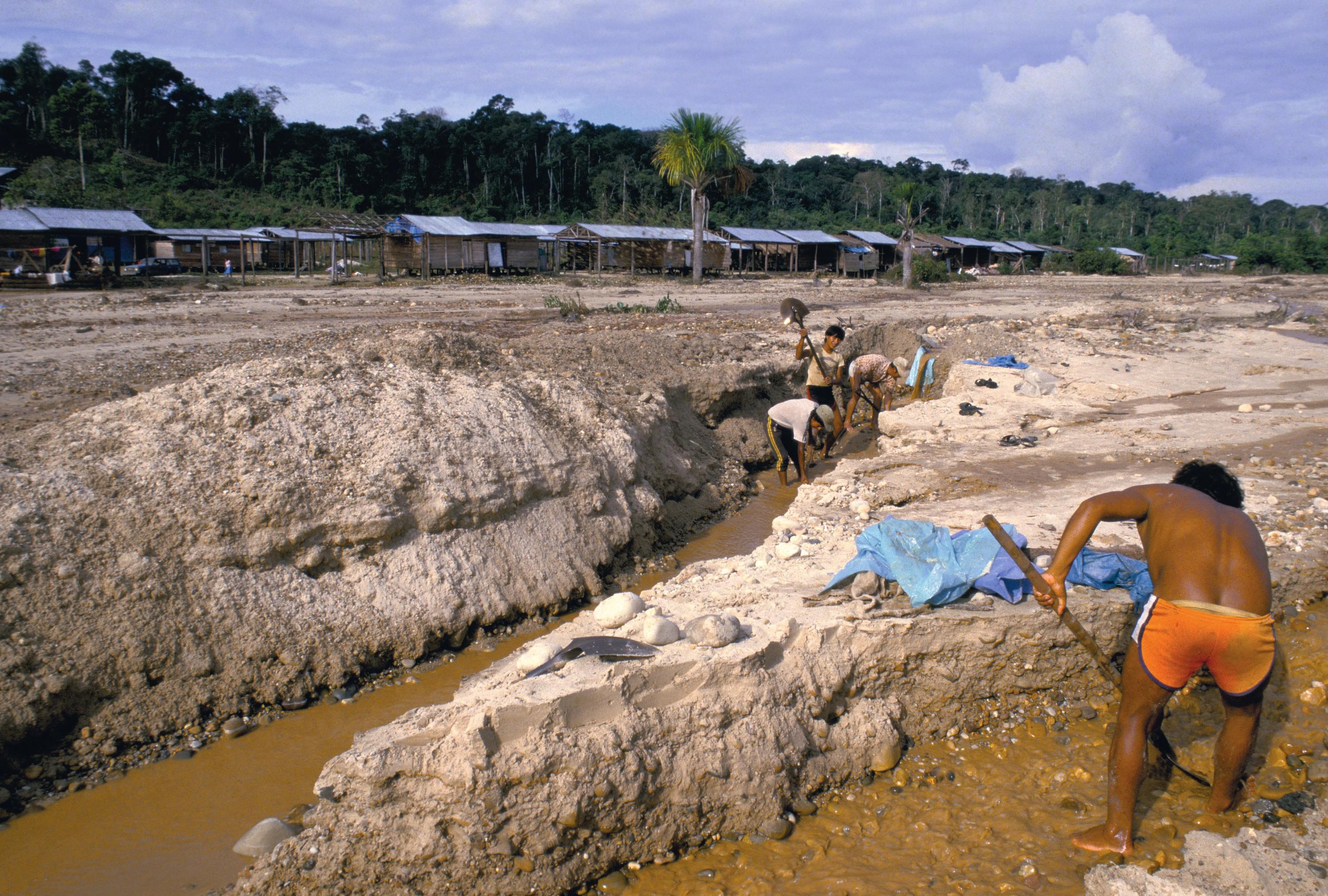 La forêt amazonienne : un environnement fragile soumis aux pressions et