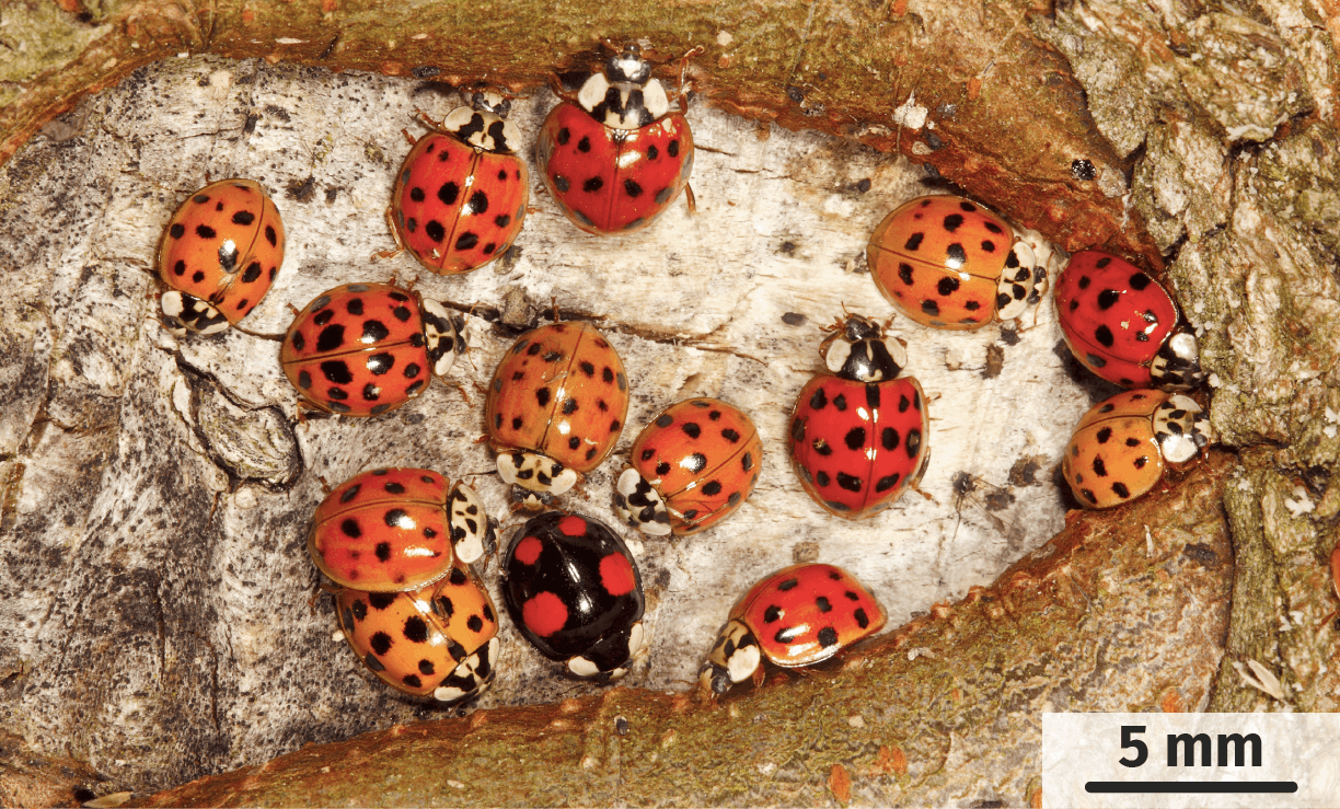 Les Coccinelles Le Son K 9183