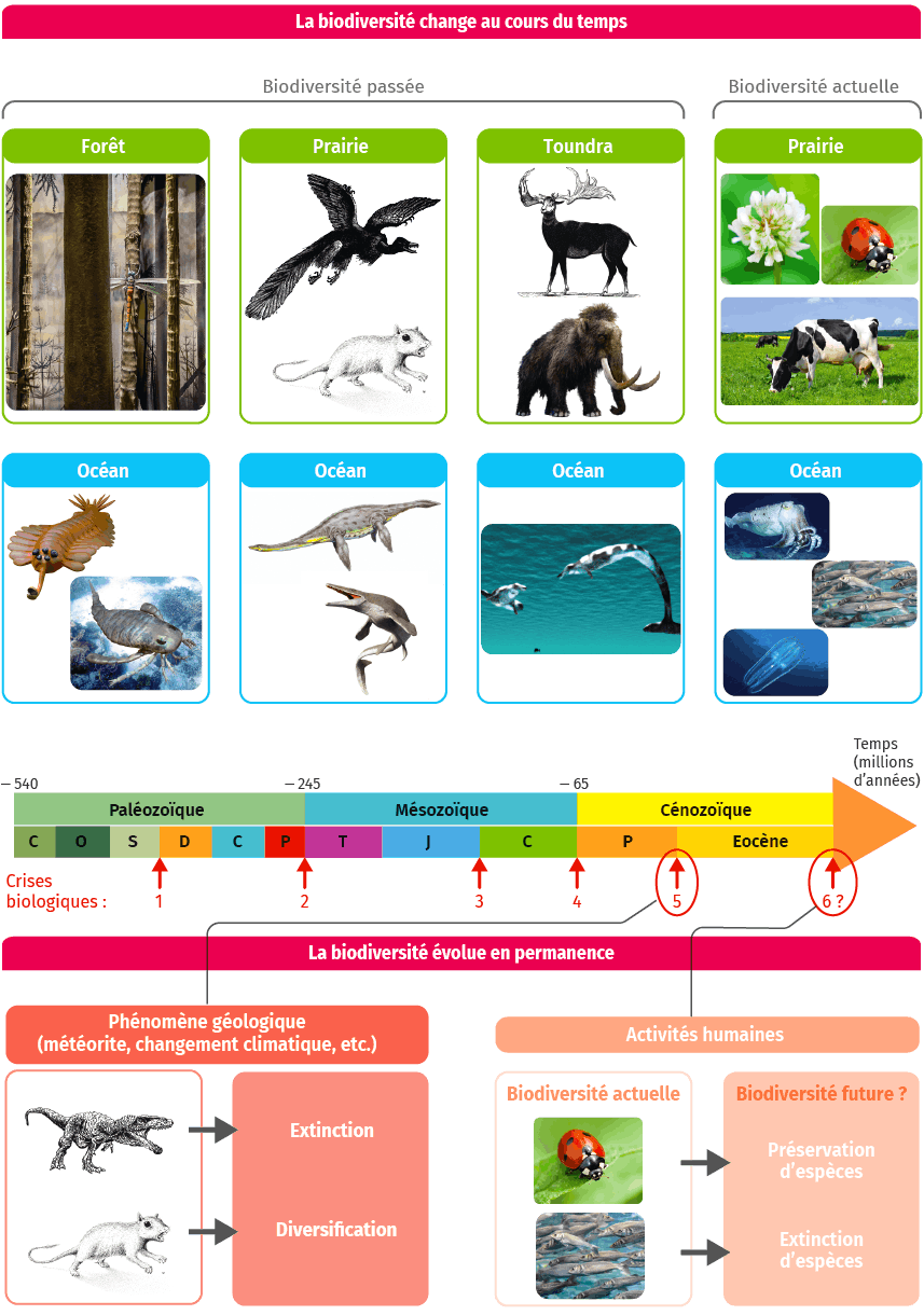 La Biodiversité Change Au Cours Du Temps | Lelivrescolaire.fr