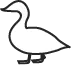 Illustration simple : canard blanc stylisé sur fond vert.