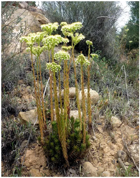 Photographie : Sedum en fleurs blanches, tiges brunes, sur sol rocailleux.