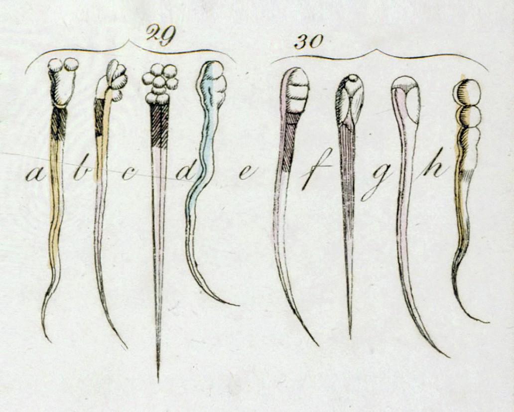Observation d’animalcules du sperme par Leeuwenhoek (1674).