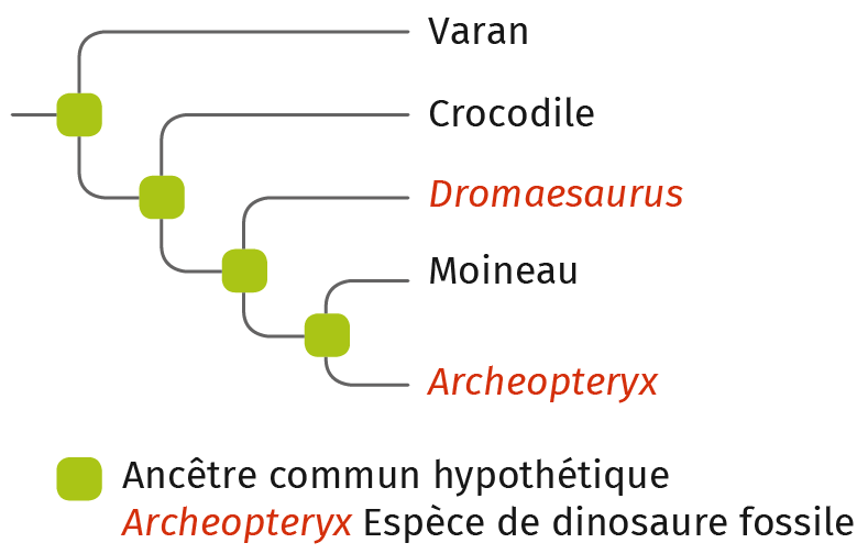 La sélection naturelle | Lelivrescolaire.fr