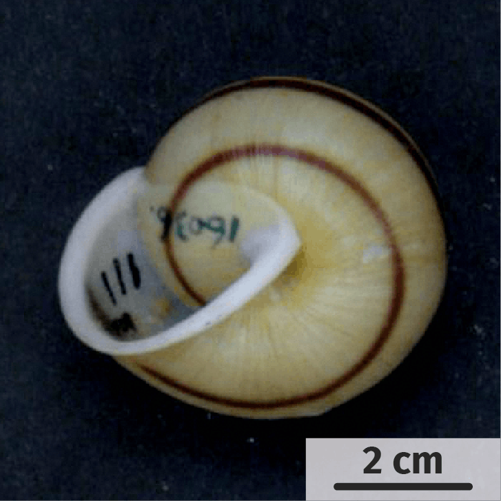 Le polymorphisme de la coquille chez les espèces d'escargots du genre Satsuma.