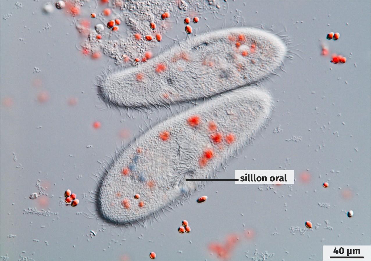 Observation microscopique de paramécies ingérant des levures colorées en rouge