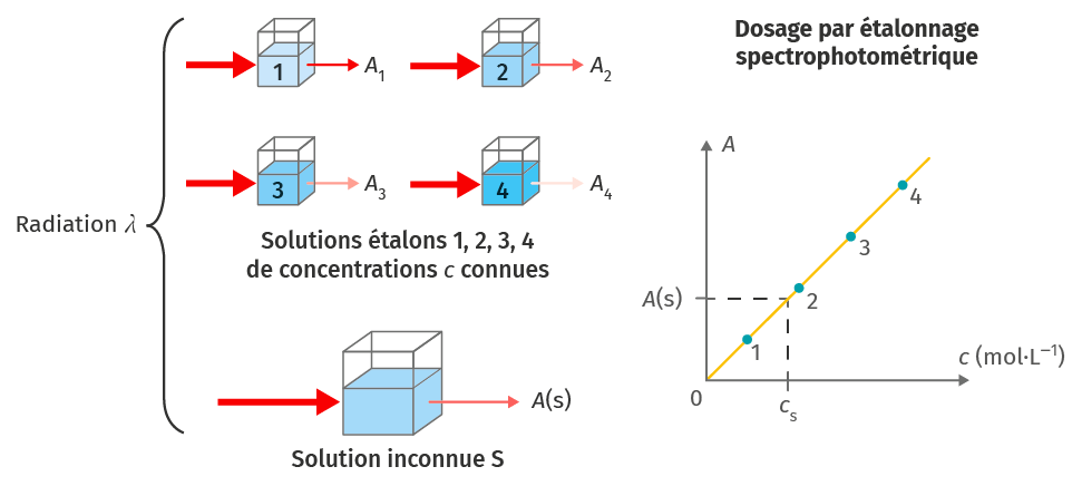 Dosage par étalonnage spectrophométrique